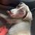 Baby pit bull 1 thumbnail
