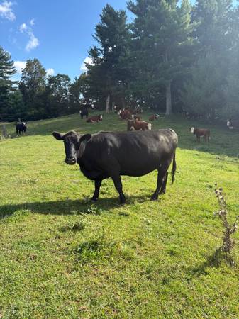 Black Angus cow 1