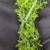 Oregano 1 thumbnail