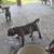 Reverse blue bully pitbull puppies need good home 19 thumbnail