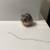 Dwarf hamsters 3 thumbnail