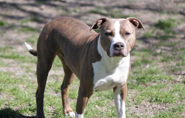 Brindle pitbull 3 yrs old (Killeen)63839345222913121