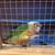 Tamed conures 7 thumbnail