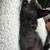 Black Kitten female $80 2 thumbnail