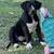 Pitbull mix with Lab - rehoming 2 thumbnail