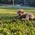 Miniature Goldendoodle Puppies 5 thumbnail