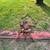 Allis Chalmers 3 point backblade 2 thumbnail