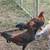 Gamefowl 9 thumbnail