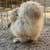 Silkie hens 8 thumbnail