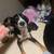 4 Male Australian Shepard and Dalmatian Puppies Free to a Good Home 4 thumbnail