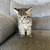 Cute Kittens 2 thumbnail