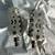 Haro Team Cage 9/16" Bmx Pedals Gt Schwinn Elf Auburn Bear Trap Fusion 5 thumbnail