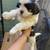Shih Tzu 3 thumbnail