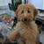 Rehoming 9 month old mini labradoodle 2 thumbnail