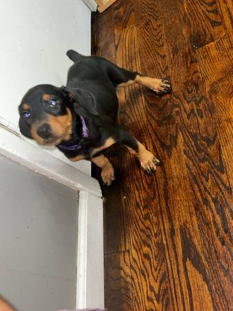 Rehoming 2 month old female doberman puppy 1