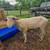 Yearling rams 9 thumbnail
