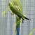 Proven Females Indian Ringnecks Ringneck 5 thumbnail