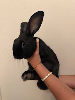 Young Rabbits to be Re-homed (Cape Coral)63977625091459121