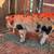 KuneKune Piglets 6 thumbnail