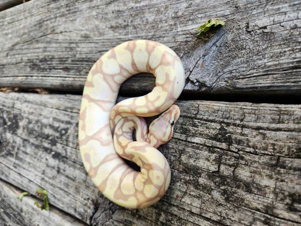 Ball pythons 1
