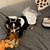 Mini Aussie 1 thumbnail