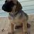 Mastiff 1 thumbnail