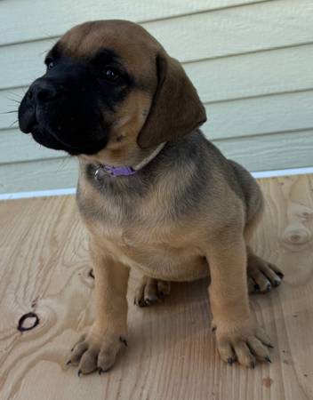 Mastiff 1