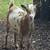 15 goats and sheep 6 thumbnail