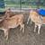 Jersey calves 6 thumbnail