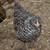 Pullets/Hens 3 thumbnail