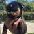 Rottweiler pup 5 thumbnail