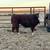 Registered miniature Hereford bull 2 thumbnail