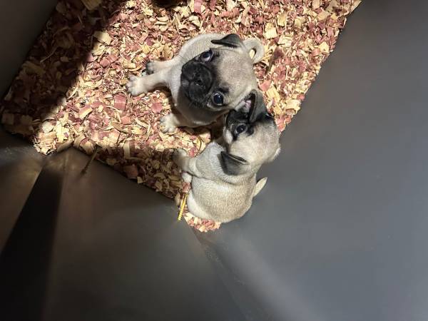 Pug 1