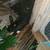 Lots of baby rabbits available for a good home 8 thumbnail