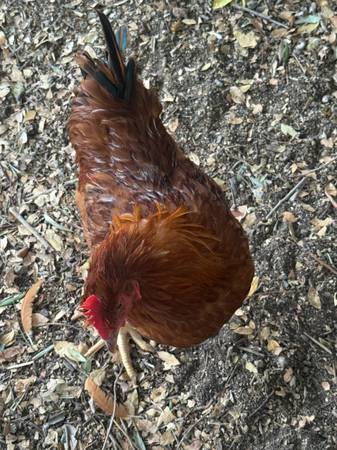 3 roosters - $60 (Temecula)63471080403587121