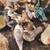 Muscovy ducks and ducklings 5 thumbnail