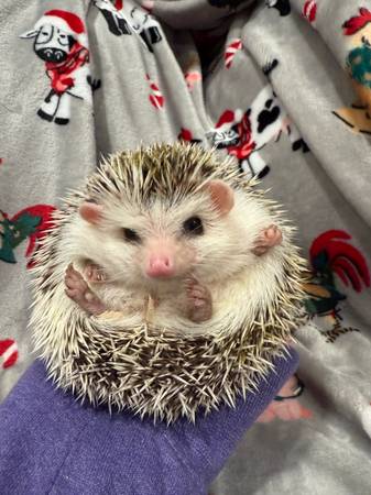 Hedgies 1