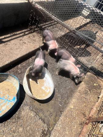 Selling pigs 1