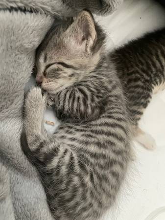 Female kitten (Battleground)63842374242049122