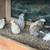 Quail 11 thumbnail
