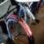 Shelby bicycle 3 thumbnail