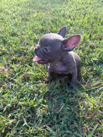 AKC French Bulldogs (Bruce)63625228324865121