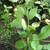 ORGANIC COMPOSTED TOPSOIL LIMITED TIME  NOW 2 thumbnail