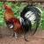 Spangled Hatch Rooster 3 thumbnail
