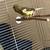 Two young canaries for adoption 4 thumbnail