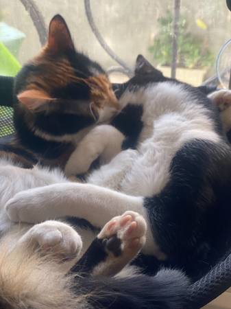 Mixed breed cats- FREE (Tyler)64037786684418124