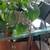 Healthy plant in a ceramic pot 2 thumbnail