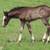 AQHA/APHA blue roan splash yearling 13 thumbnail