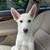 White Shepherds 2 thumbnail