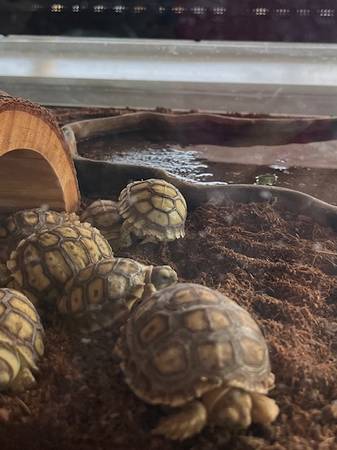 Tarifa de reubicación de cría de tortuga Sulcata (Exeter)63873028392833122